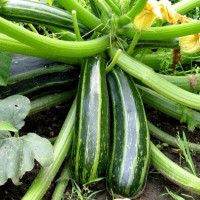 Squash seeds «Sailor»