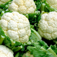 Cauliflower seeds «Alpha»