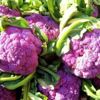 Cauliflower seeds «Di Sicilia Violetta»