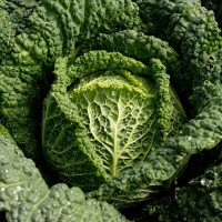 Savoy cabbage seeds «Vertu»