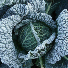 Savoy cabbage seeds «Verona purple»