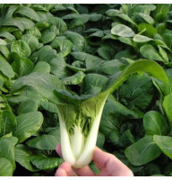 Cabbage seeds pak-choi «Emerald»