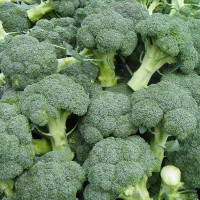 Broccoli seeds «Vitamin»