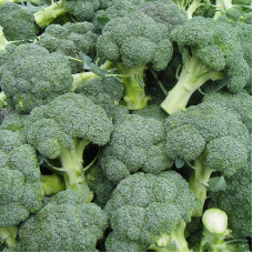 Broccoli seeds «Vitamin»