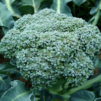 Broccoli seeds «Ramoso»