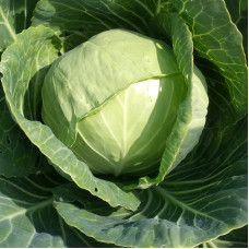 Cabbage seeds «June»