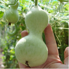 Calabash seeds «Miniature bottles»