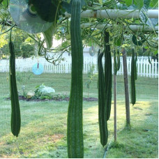 Luffa seeds «Thai Extra Long»