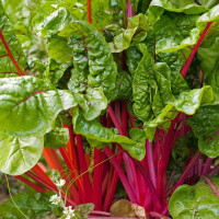 Chard seeds «Green»