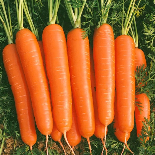 Carrot seeds «Kyiv winter»