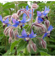 Borage seeds «Brook»