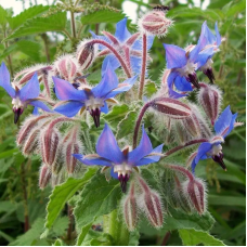 Borage seeds «Brook»