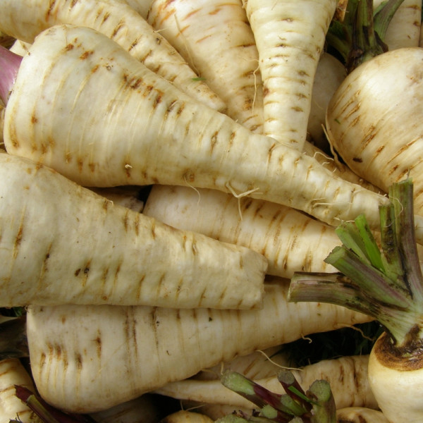 Parsnip seeds «Stimulus»
