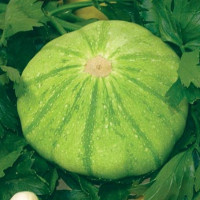 Pattypan squash seeds «Malachite»