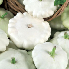 Pattypan squash seeds «White-13»