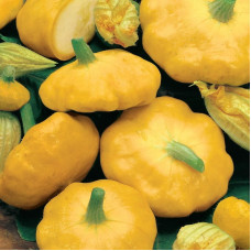 Pattypan squash seeds «Orange»