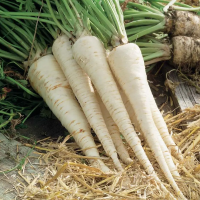 Parsley root seeds «Kharkivchanka»