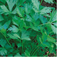 Parsley seeds «Giant of Italy»