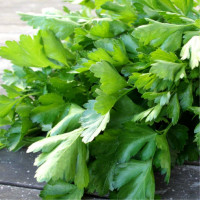 Насіння петрушки «Урожайна»