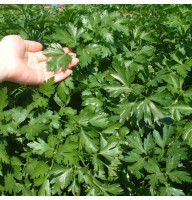 Parsley seeds «Bogatyr»