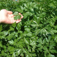 Parsley seeds «Bogatyr»