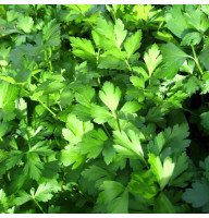 Parsley seeds «Armavirska»