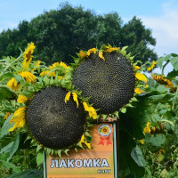 Насіння соняшника «Ласунка»