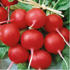 Radishes seeds «Ruby»