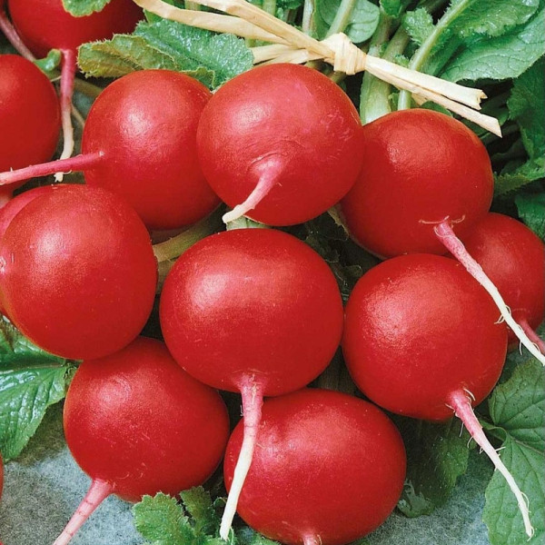 Radishes seeds «Ruby»