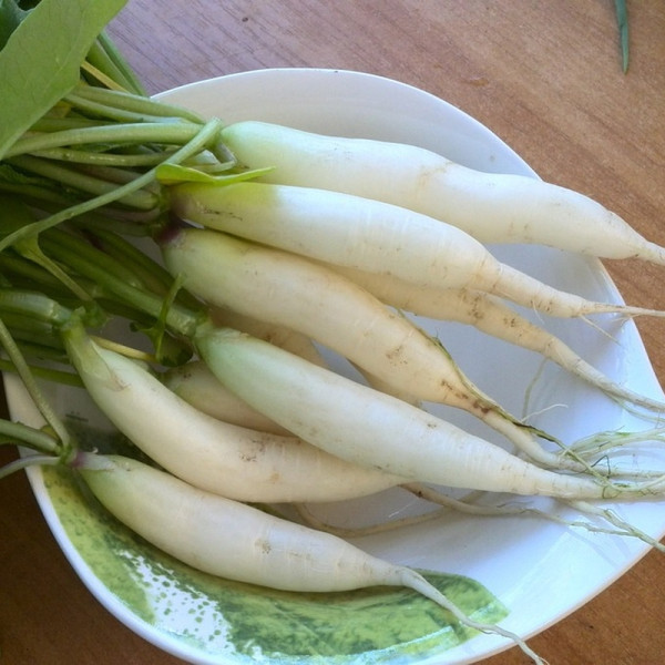 Radishes seeds «Ice icicles»