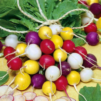 Radishes seeds «Carnival» (mix)