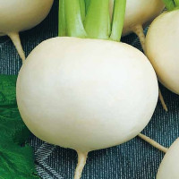 Turnip seeds «Snowball»
