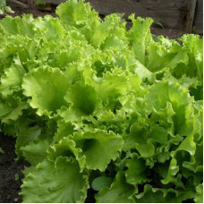 Salad seeds «Odesa curler»