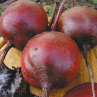 Насіння буряка «Бордо»