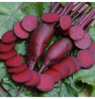 Beet seeds «Vital»