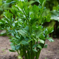 Celery seeds «Verde di Tagle»