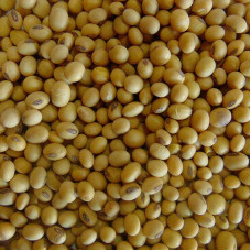 Soybean seeds «Apollo»