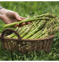 Asparagus seeds