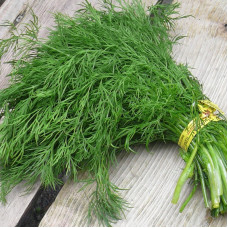 Dill seeds «Shmaragd»