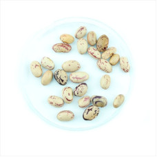 Bean seeds «Creamy-brown»