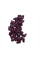 Bean seeds «Kalynka Nizhynska»