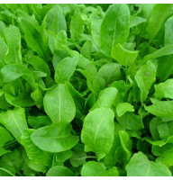 Sorrel seeds «Broad-leaved»