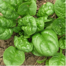 Spinach seeds «Matador»