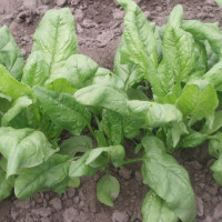 Насіння шпинату «Фантазія»