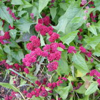 Spinach strawberry seeds «Zhminda»