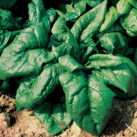 Spinach seeds «Lagos» F1