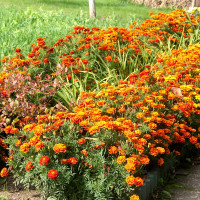 Семена бархатцев «MiX» (смесь )