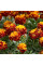 Marigold seeds «Harmony»