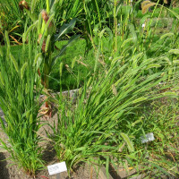 Setaria seeds (fox tail)