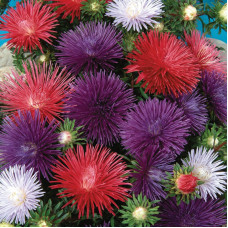 Aster seeds «Ostrich feather» (mix)